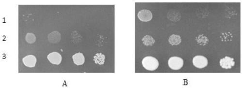 Potassium transport protein KUP3 from tobacco and coded gene and application thereof