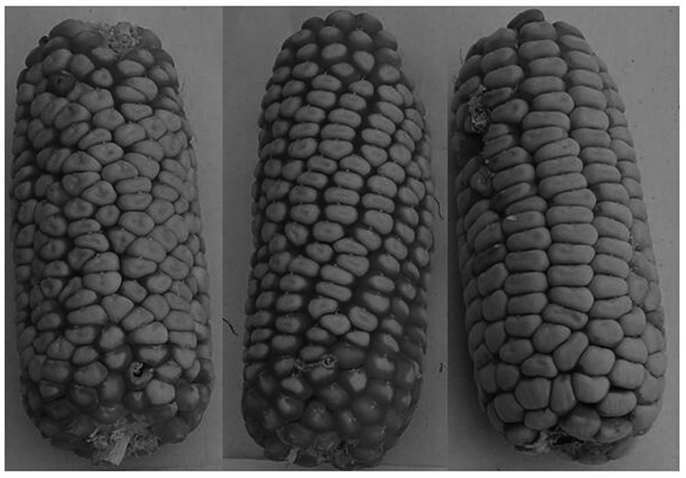 Method for creating high-lysine corn breeding material