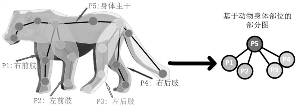 Medium-and-large-sized quadruped animal behavior identification method based on architecture search graph convolutional network