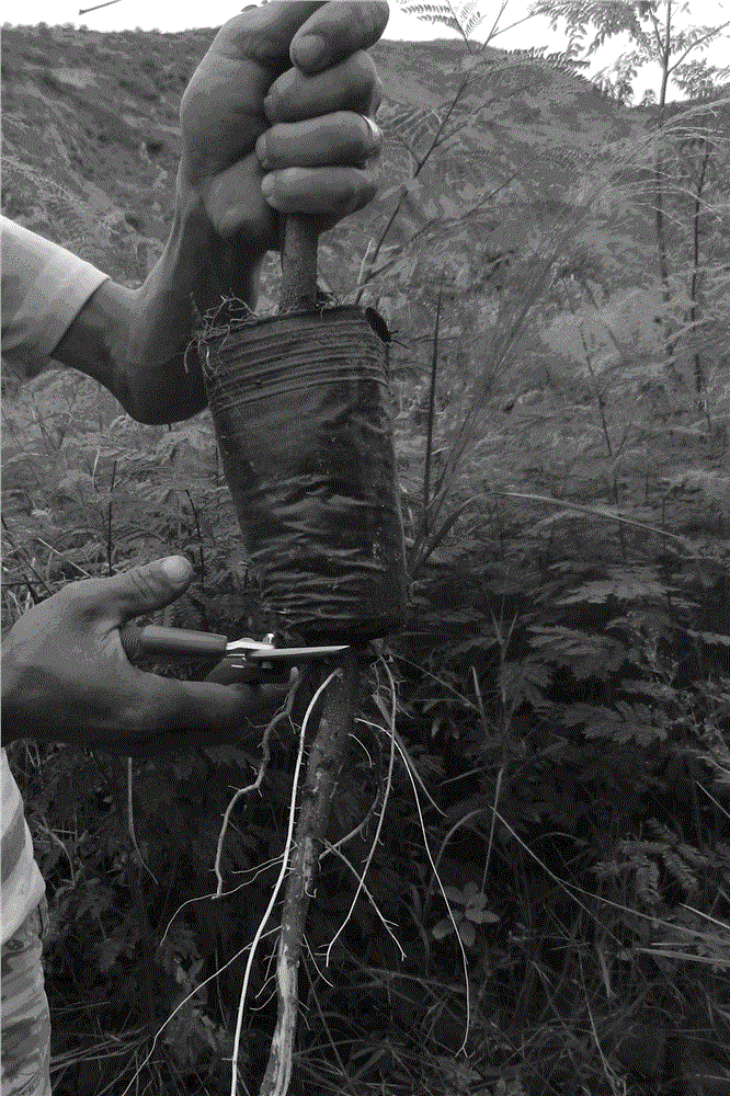 Broken root bag penetrating prevention treatment method for leucaena leucocephala cv. Salvador nursery-grown plants