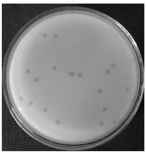 The Application of Magnesium Ions in Promoting the Formation of Bdellovibrio Bdellovibrio Plastids