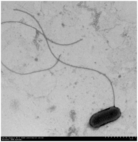 The Application of Magnesium Ions in Promoting the Formation of Bdellovibrio Bdellovibrio Plastids