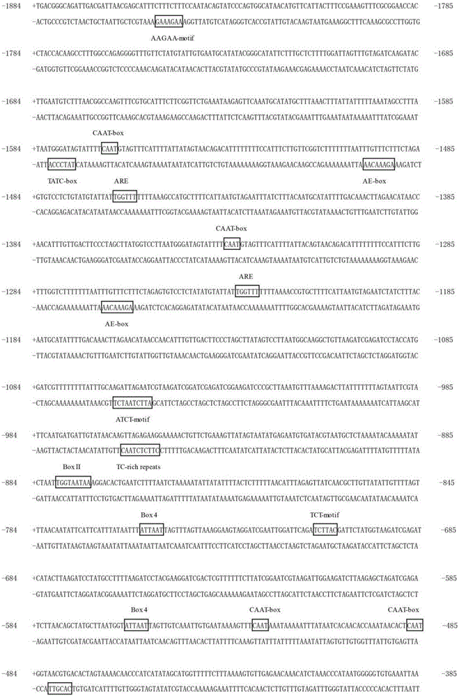 Promoter for regulating expression of genes in T shape trichome and application of promoter