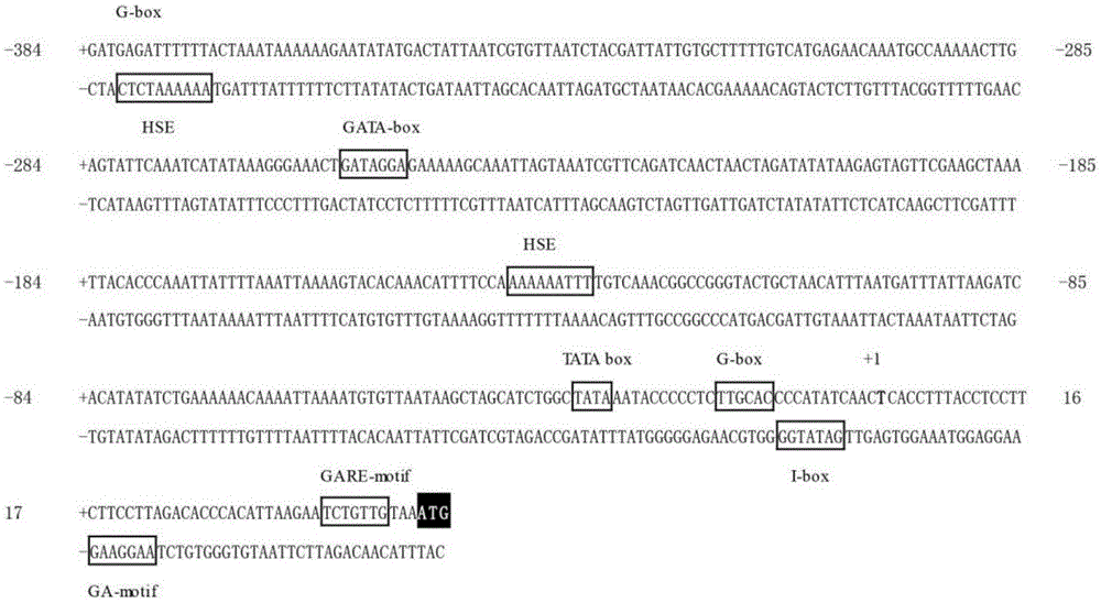 Promoter for regulating expression of genes in T shape trichome and application of promoter