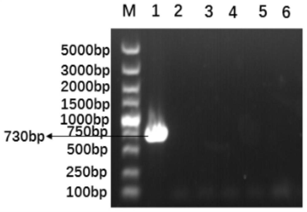 Agrobacterium-mediated Transformation Method of Tilletia glabris