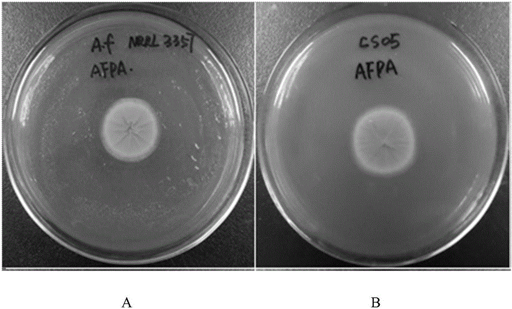 Aspergillus flavus CS05 with high yield of aflatoxin B1 and application thereof