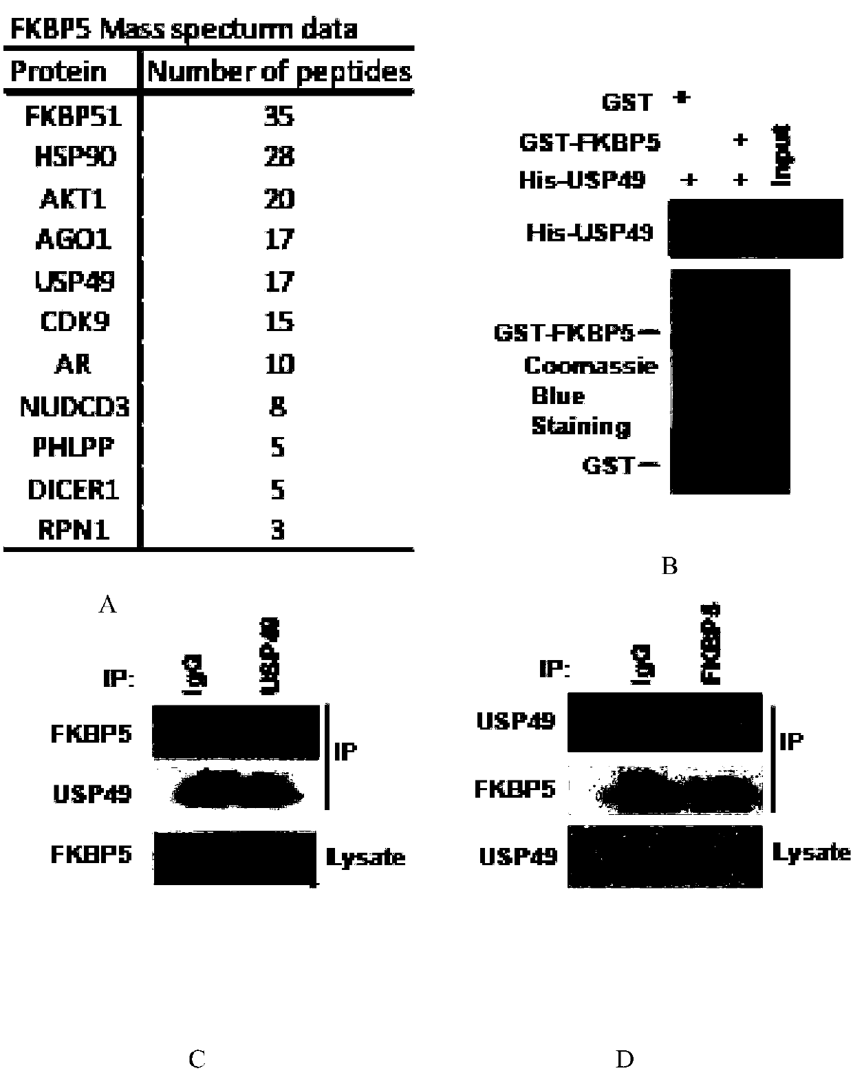 Uses of ubiquitin-specific protease 49