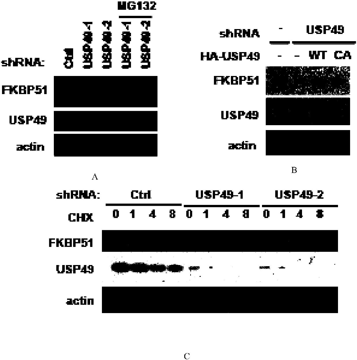 Uses of ubiquitin-specific protease 49