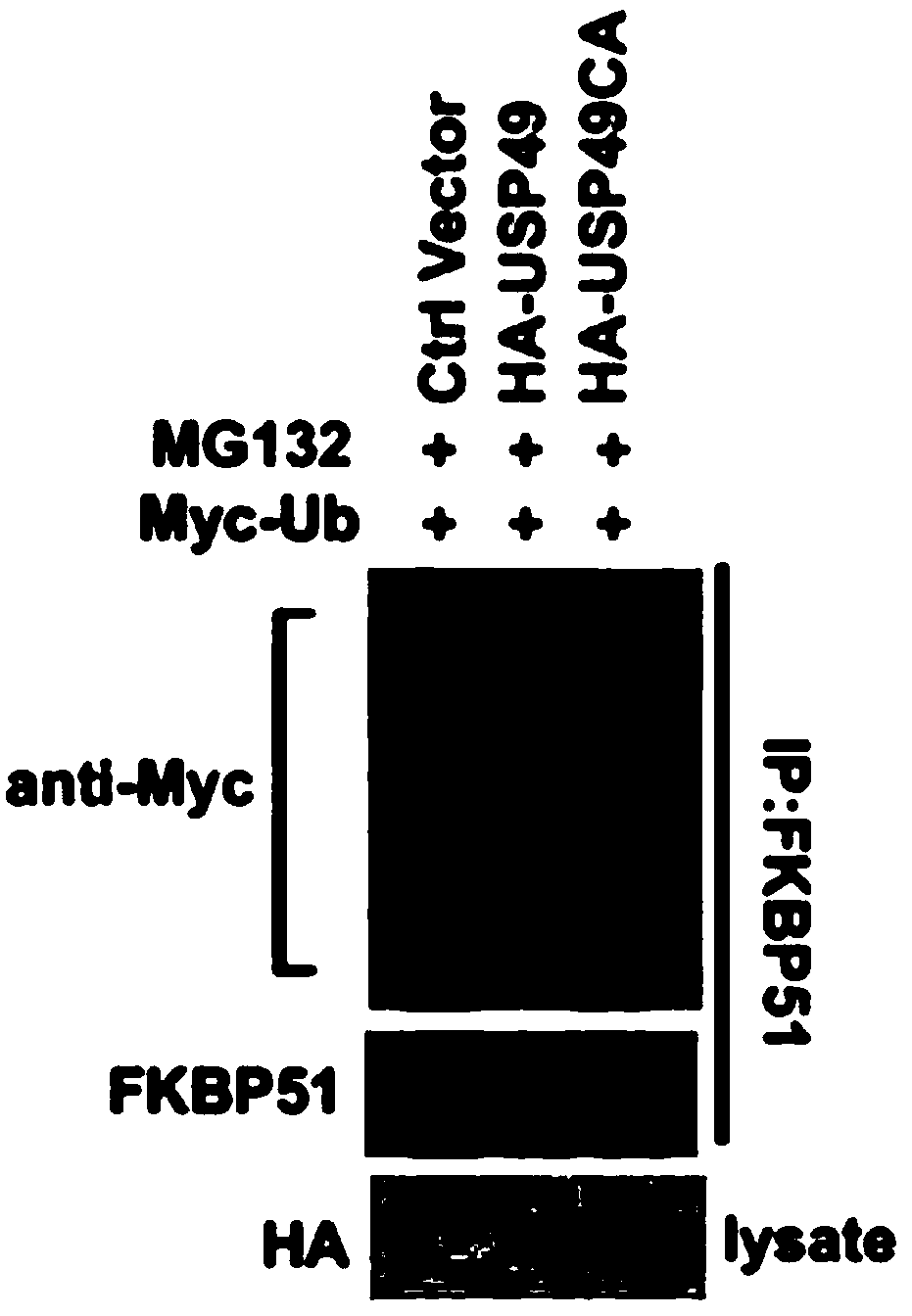 Uses of ubiquitin-specific protease 49