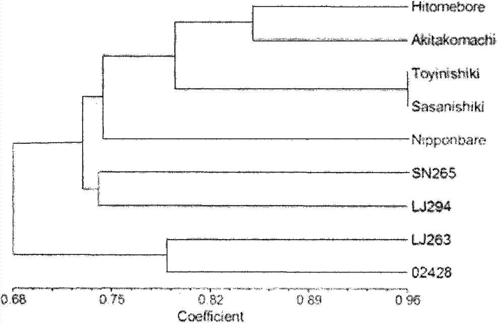 Molecular marker for japonica rice genetic diversity analysis and authentication method for molecular marker