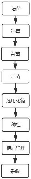 Chrysanthemum morifolium cultivation technology