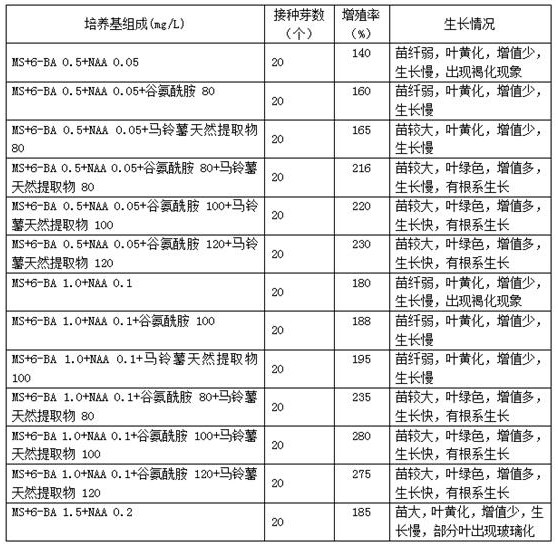 Chrysanthemum morifolium cultivation technology