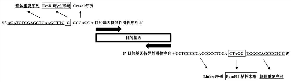 Insect cell expression system vector recombinant plasmid as well as preparation method and application thereof