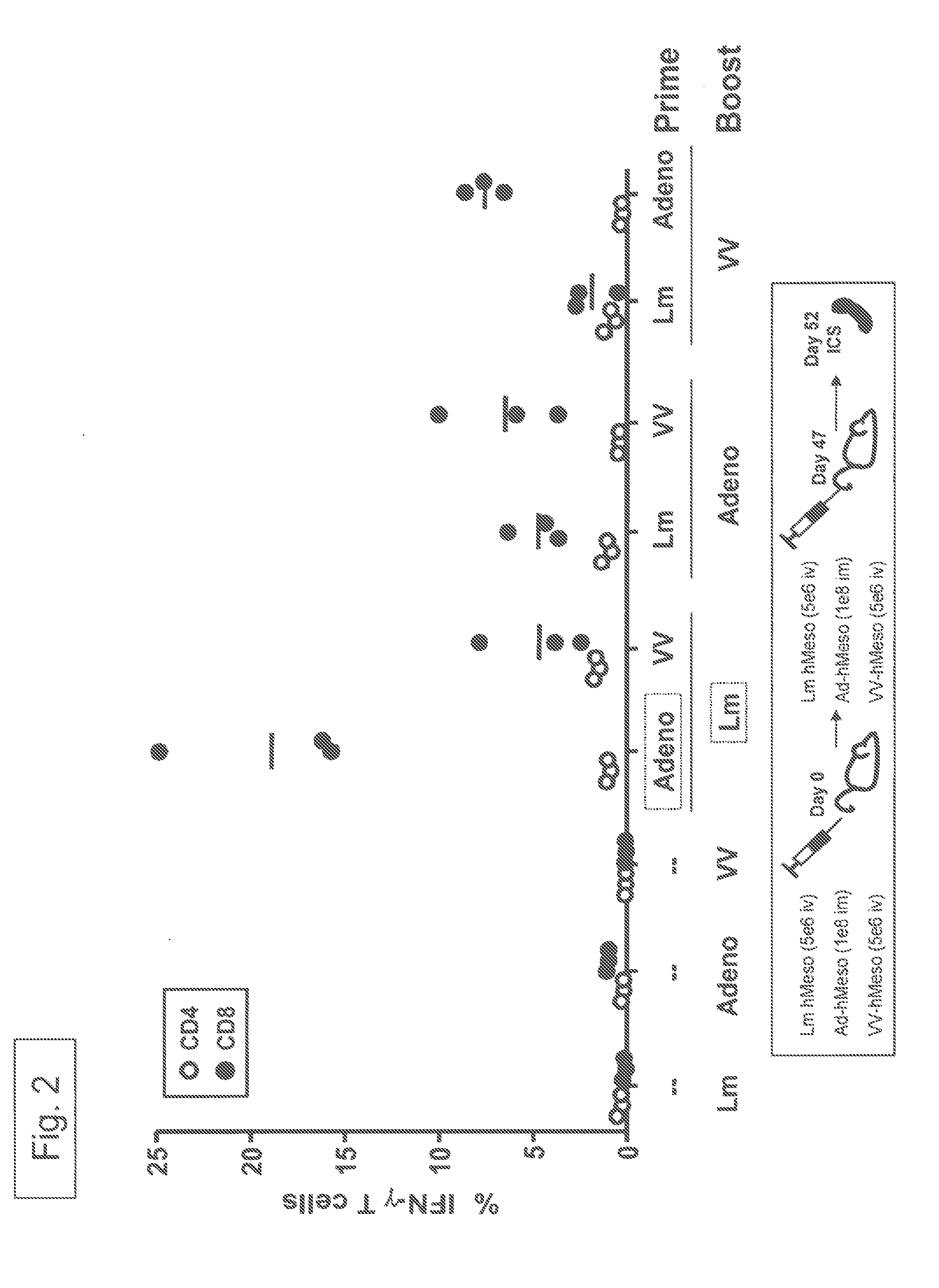 Methods and compositions using listeria for adjuvant treatment of cancer
