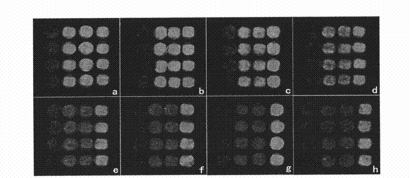 Immunity detection chip of prawn white spot syndrome virus (WSSV) and preparation method thereof and application