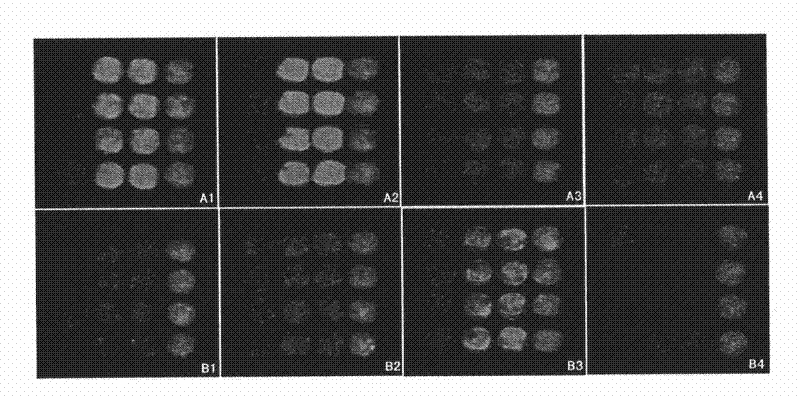 Immunity detection chip of prawn white spot syndrome virus (WSSV) and preparation method thereof and application