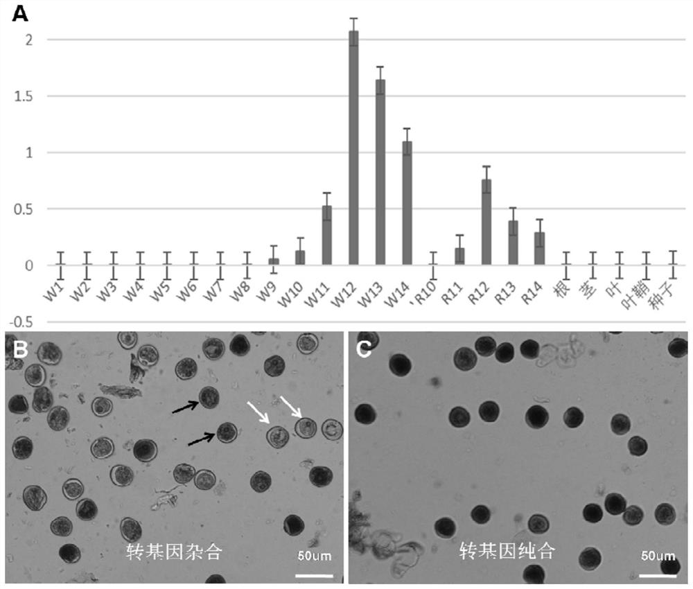 Plant pollen-specific expression promoter posptd1 and its application