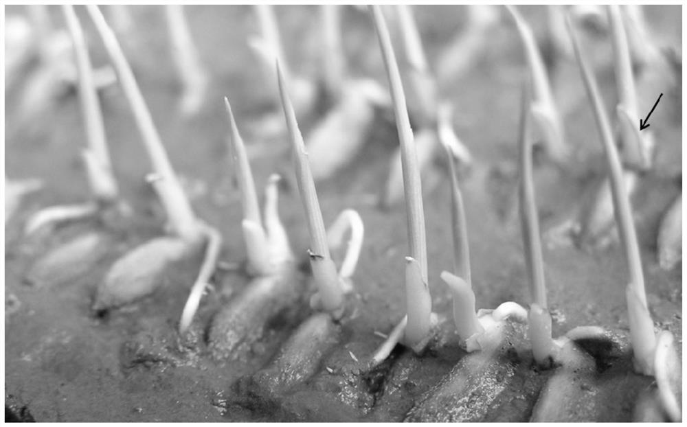 Plant pollen-specific expression promoter posptd1 and its application