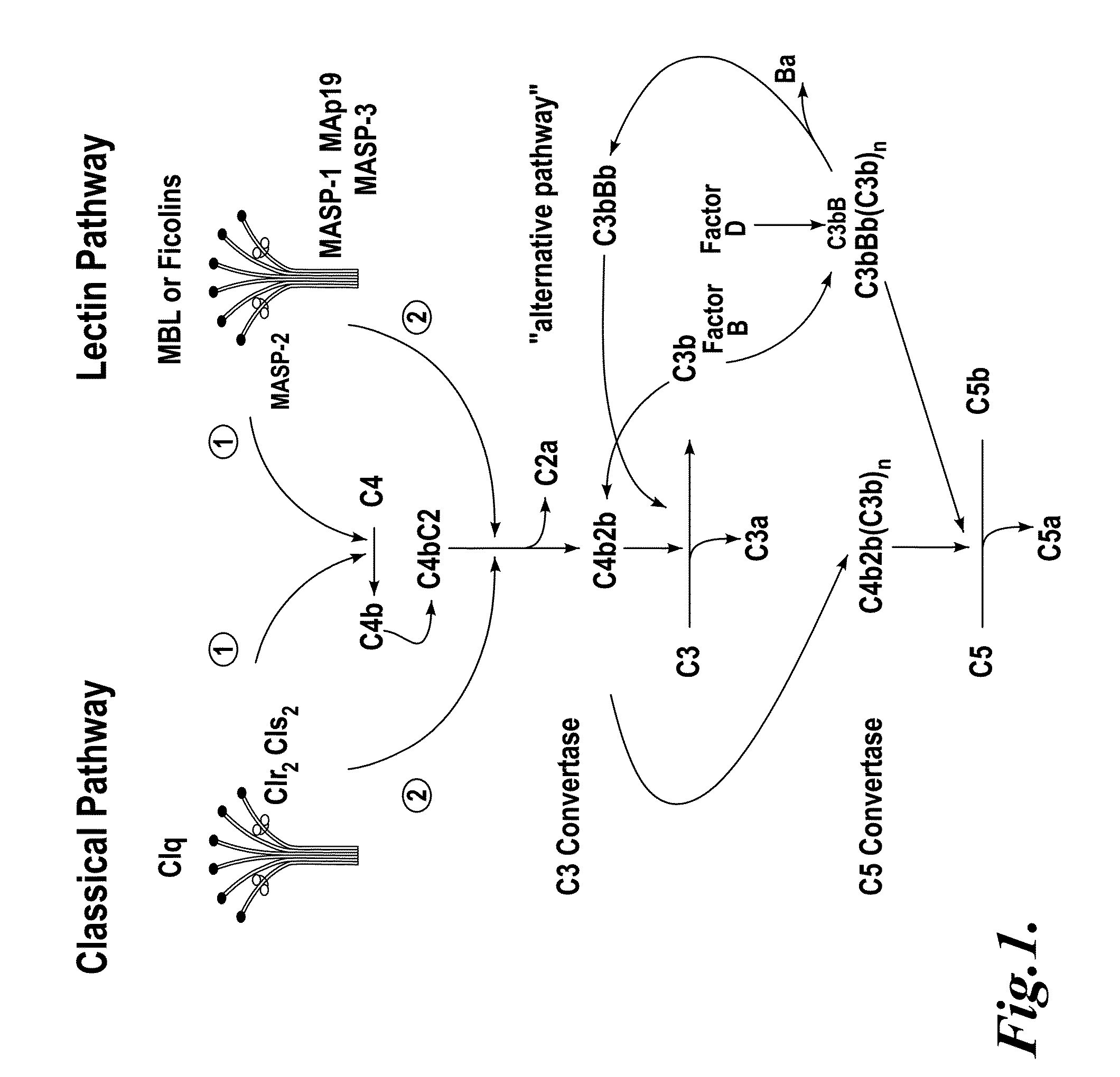 Methods for treating conditions associated with MASP-2 dependent complement activation