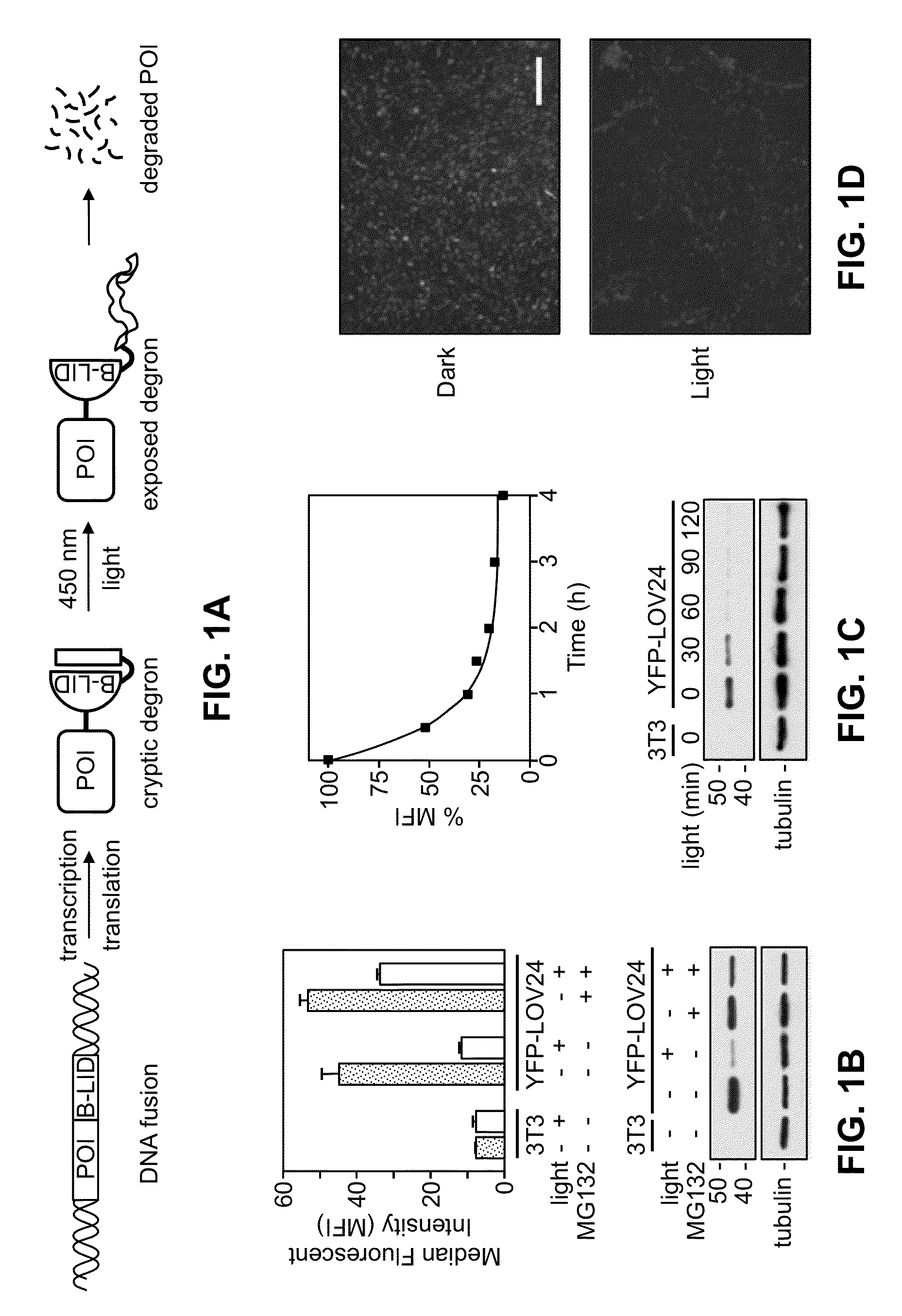 Light-inducible system for regulating protein stability