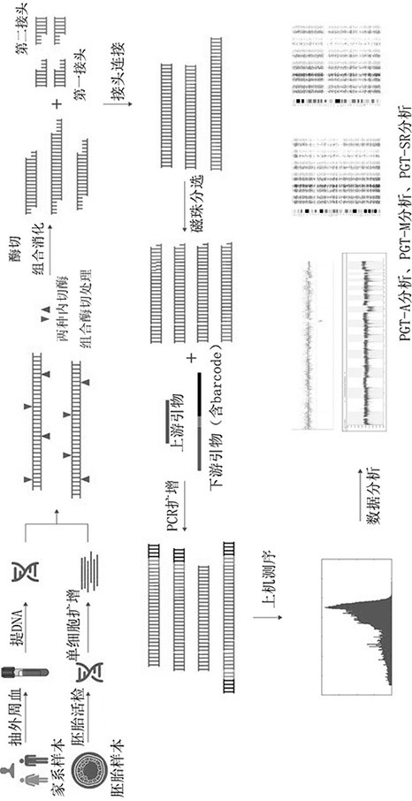 A nucleic acid library construction method and its application in the analysis of abnormal chromosomal structure of preimplantation embryos