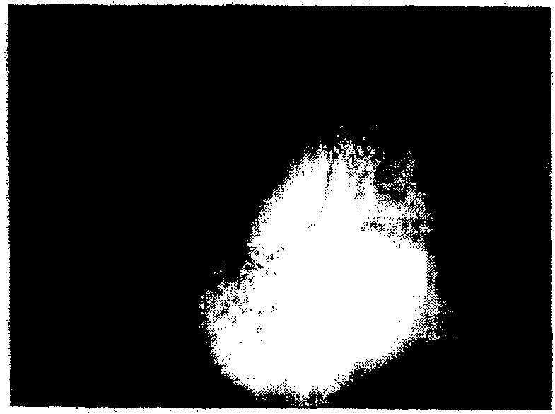 Tissue engineering bone