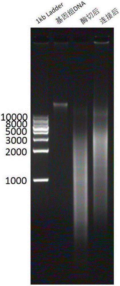 Method for capturing interacted DNA fragments in tissue nuclear genome