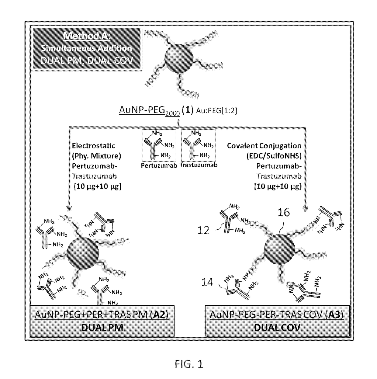 Multiple human antibody-nanoparticle conjugates and methods of formation