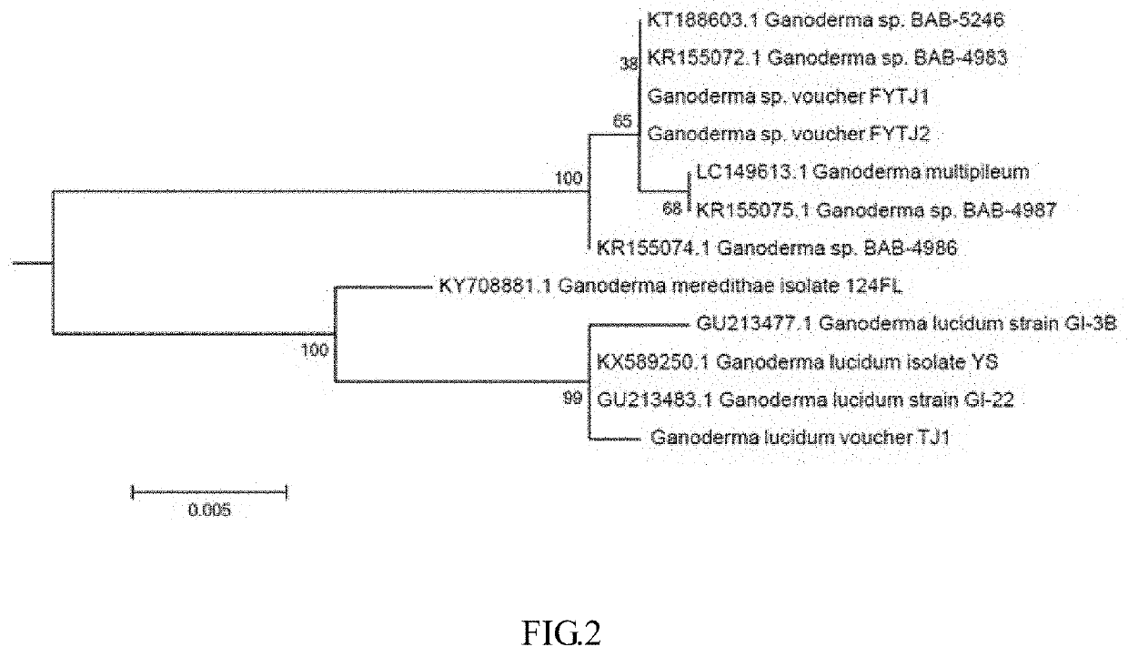 Method for identifying the molecular configuration of ganoderic acid A from <i>Ganoderma lucidum</i>