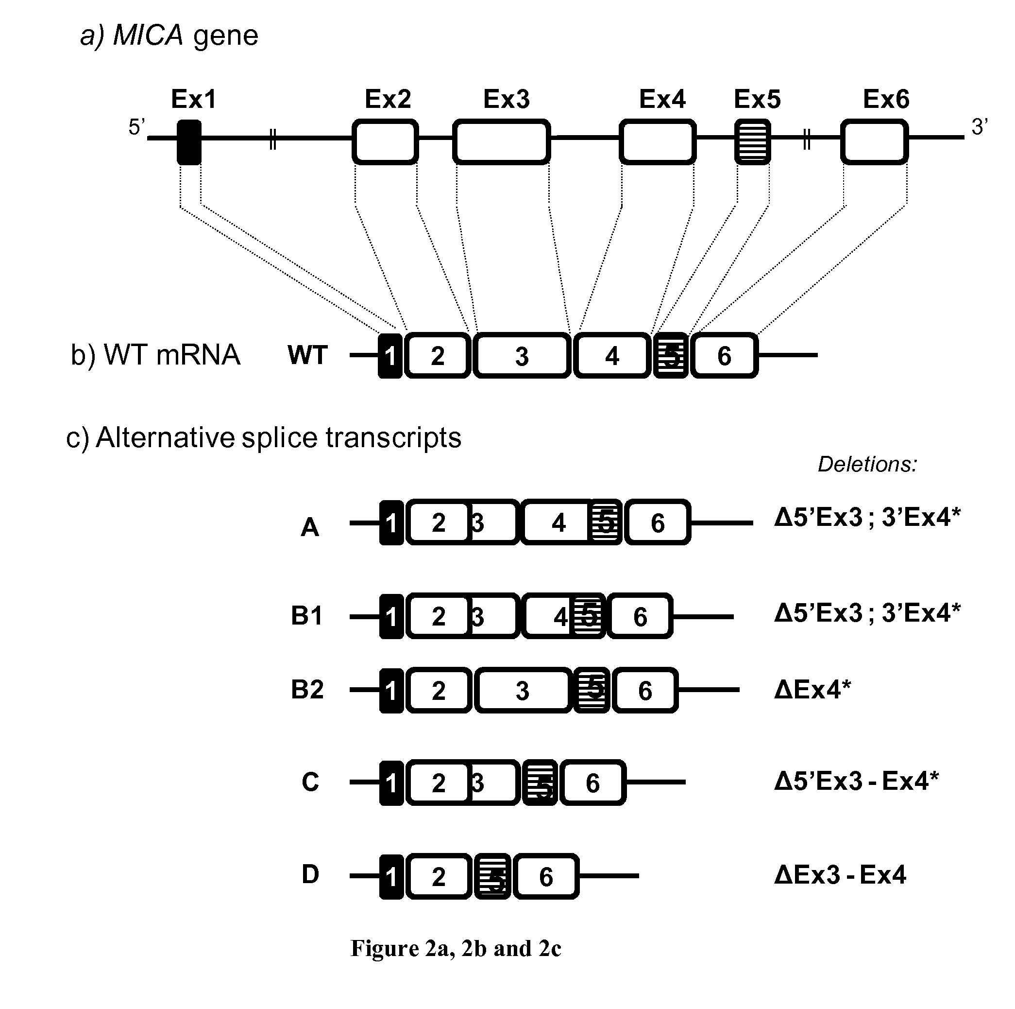 Novel alternative splice transcripts for mhc class i related chain alpha (MICA) and uses thereof