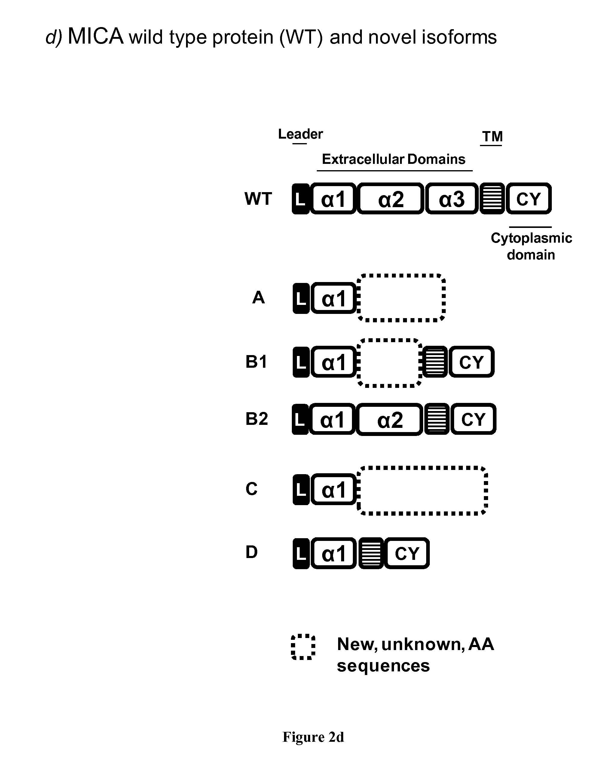 Novel alternative splice transcripts for mhc class i related chain alpha (MICA) and uses thereof