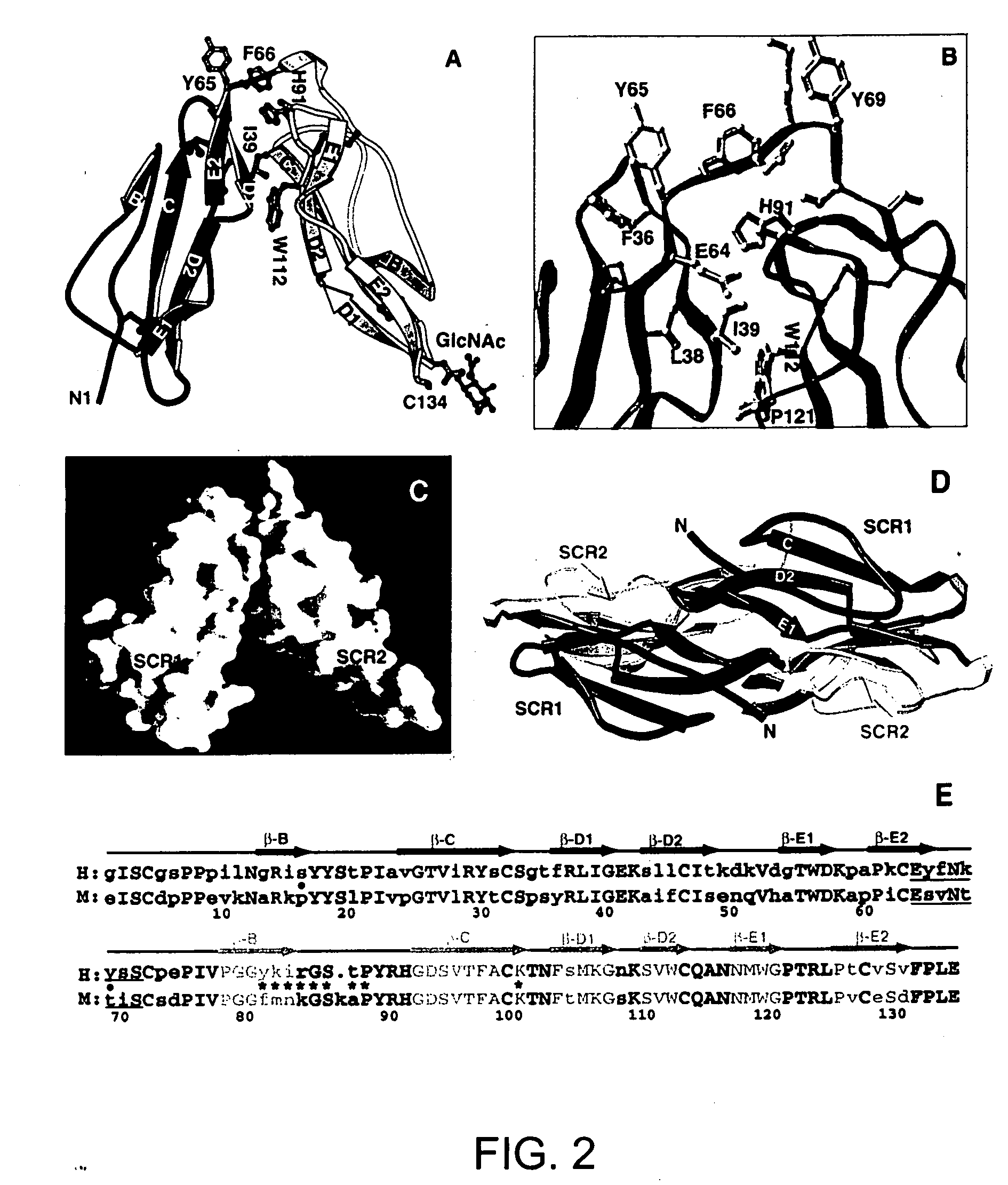 Three-dimensional structure of complement receptor type 2 and uses thereof