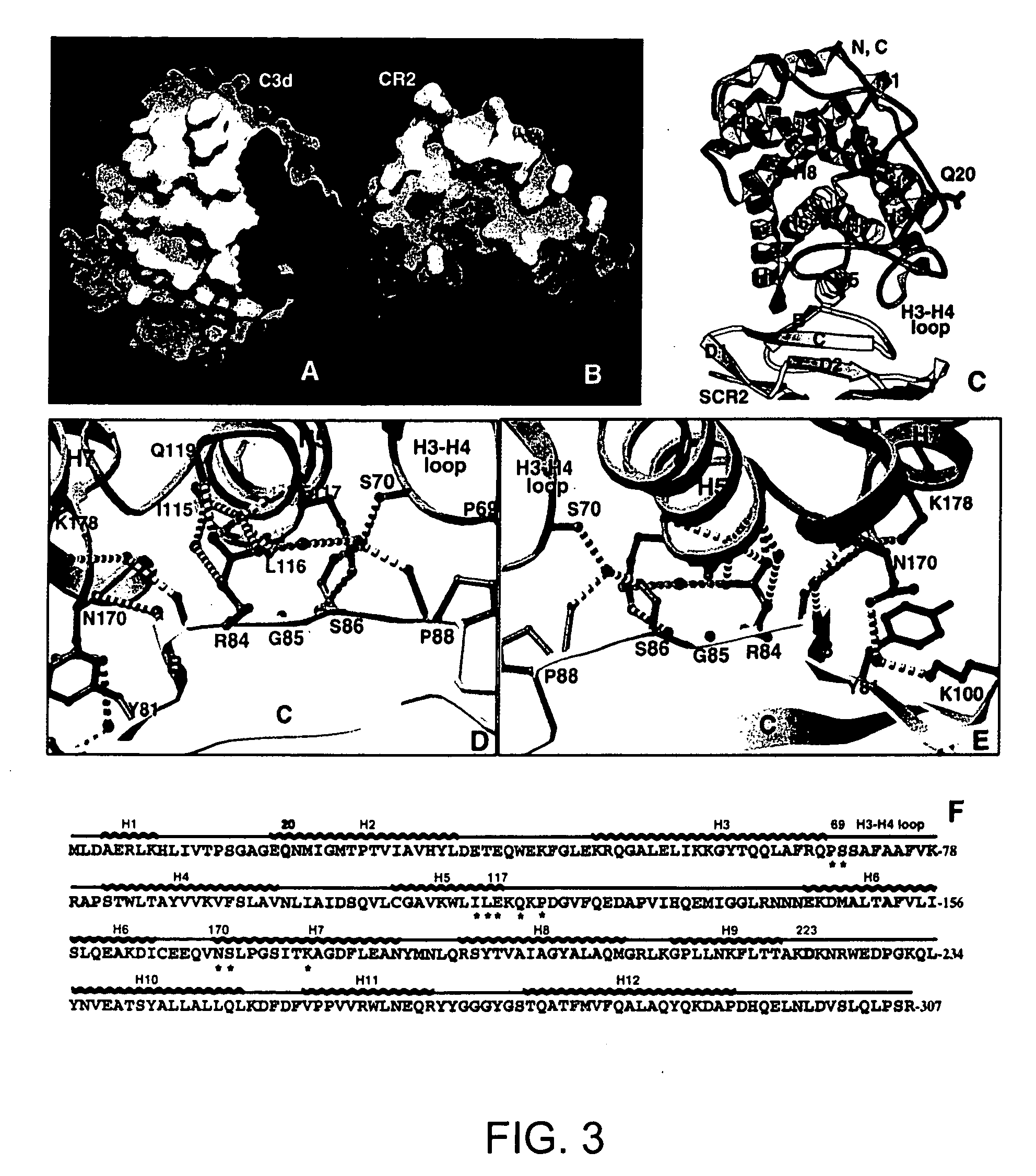 Three-dimensional structure of complement receptor type 2 and uses thereof