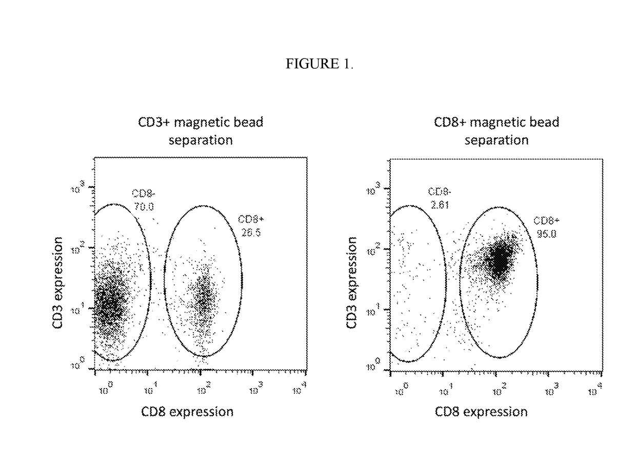 Cancer immunotherapy with highly enriched cd8+ chimeric antigen receptor t cells