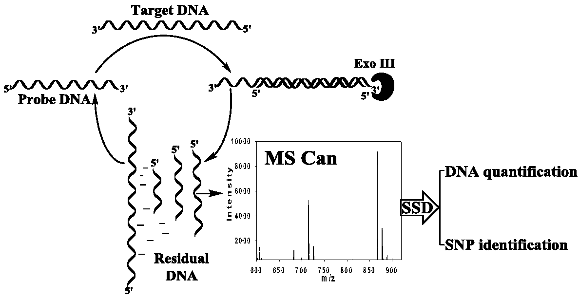 Exonuclease III aided target cycle amplification based unmarked DNA mass spectrum quantitative analysis method