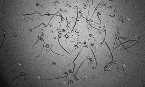 A method for high-throughput screening of pine wood nematode inhibitors