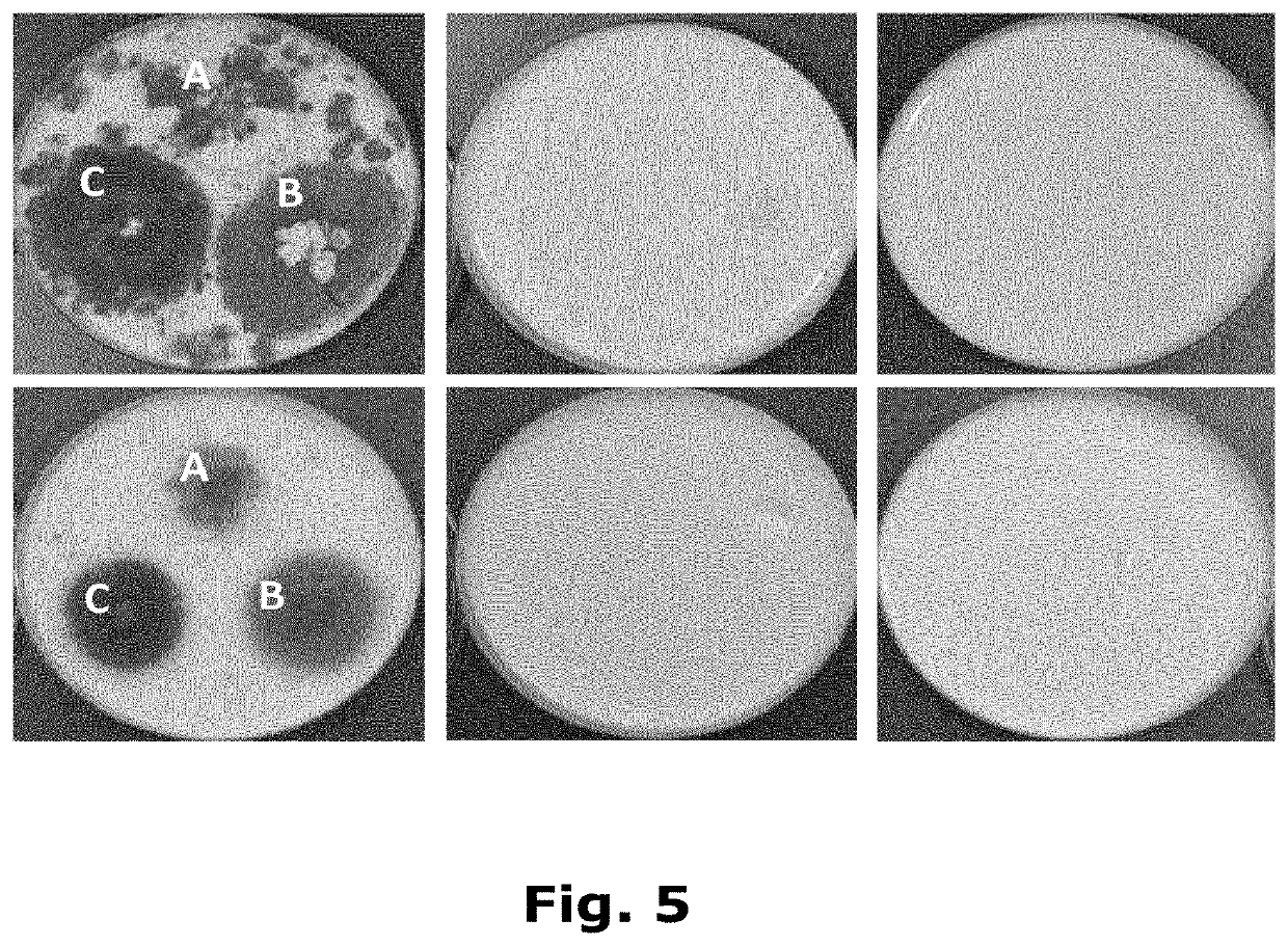 Lactobacillus rhamnosus with increased diacetyl production