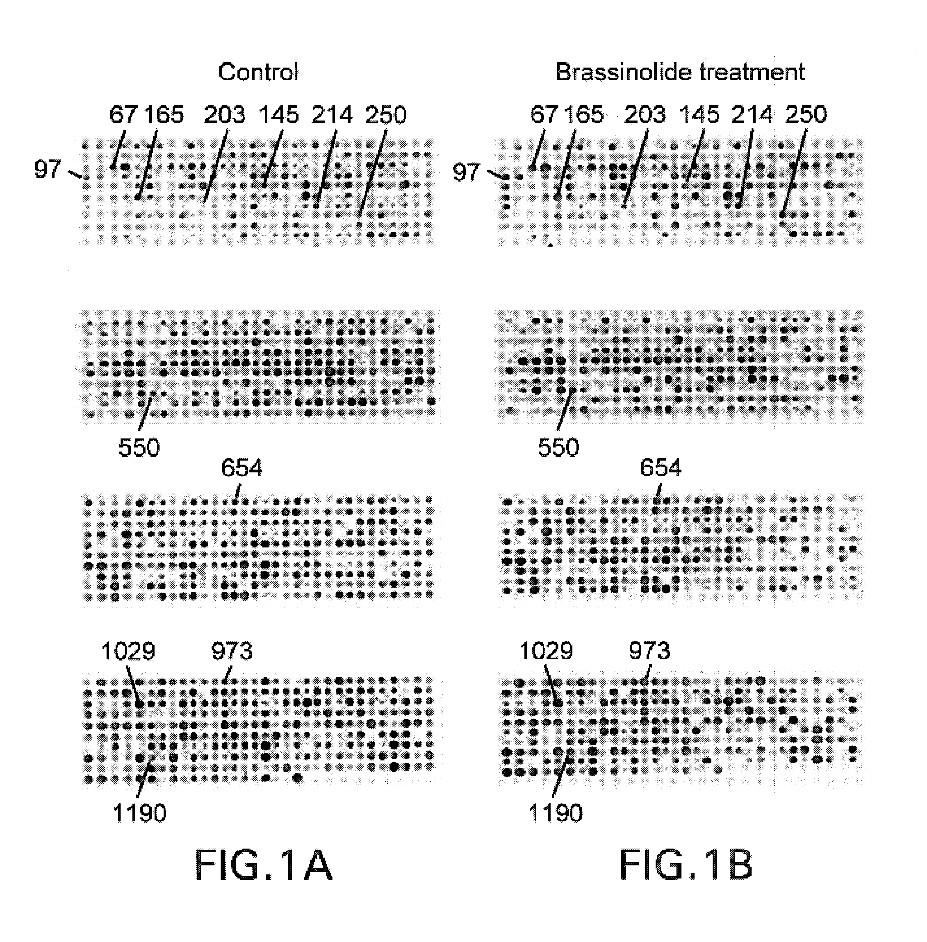 Plant brassinolide responsive genes and use thereof