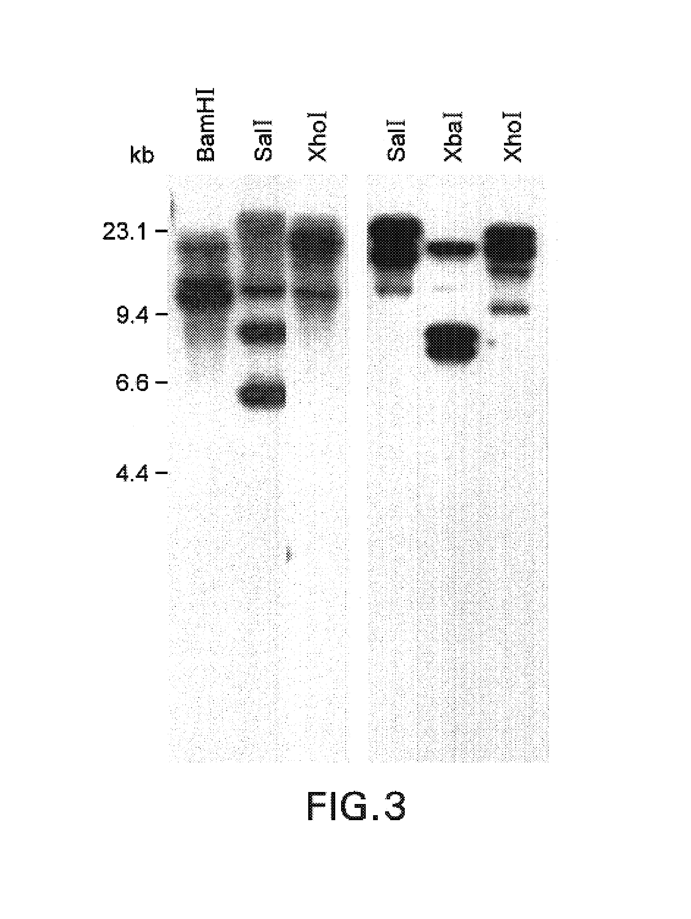 Plant brassinolide responsive genes and use thereof