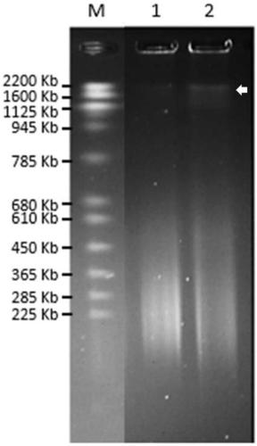 Method and kit for quickly extracting long-fragment genomic DNA with single reaction tube