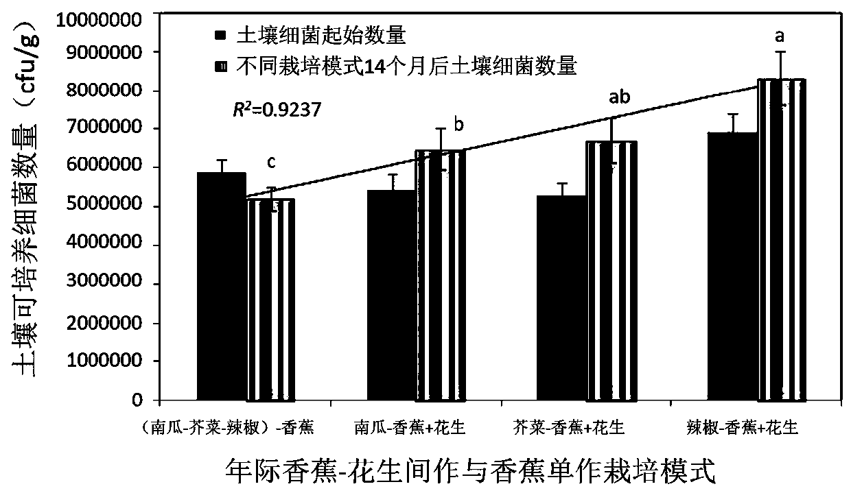 High-efficiency cultivation method of improving soil acidity-precision fertilization-matching intercropping to comprehensively prevent and control banana wilt