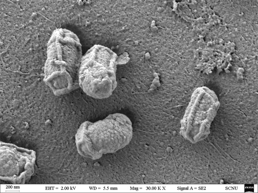 Enterobacter cloacae with capability of degrading benzene series and application of enterobacter cloacae