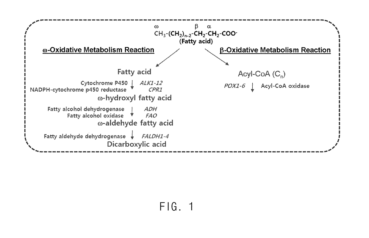 Method for producing heavy chain aminocarboxylic acid