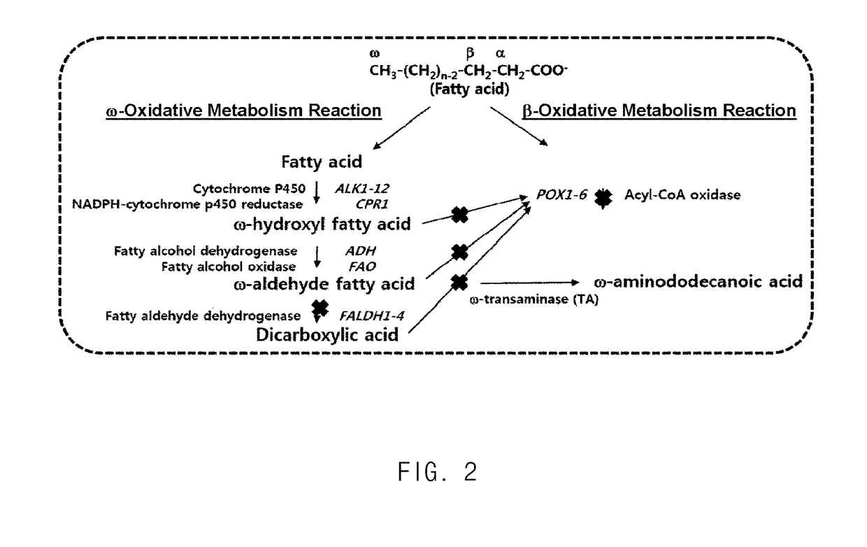 Method for producing heavy chain aminocarboxylic acid