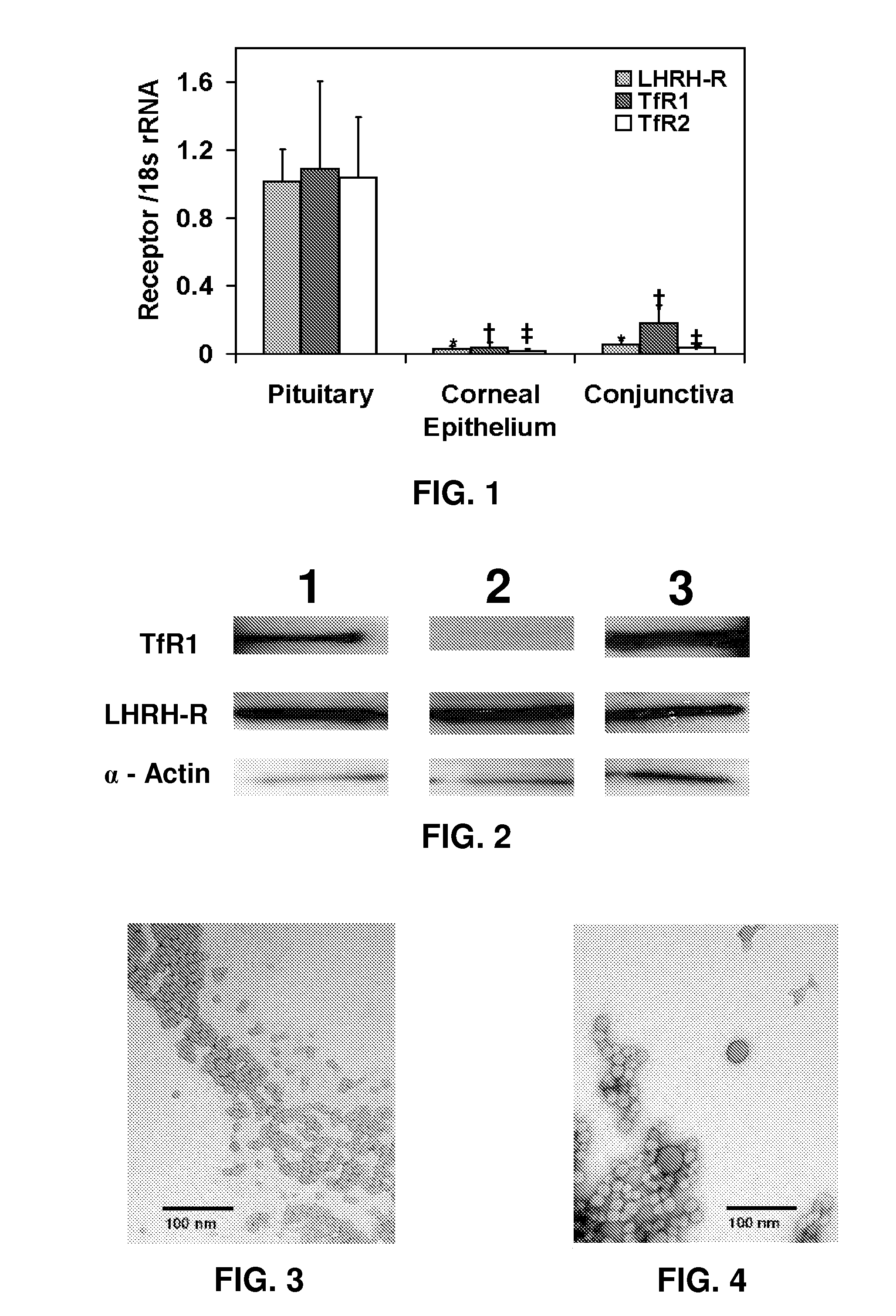 Methods and compositions for targeted delivery of therapeutic agents