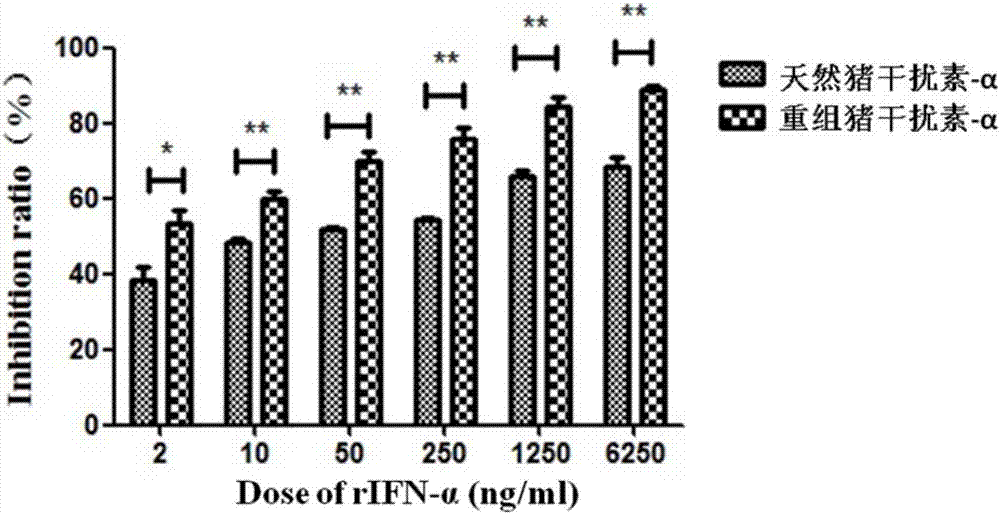 Method for improving antiviral activity of recombinant swine interferon-alpha fusion protein