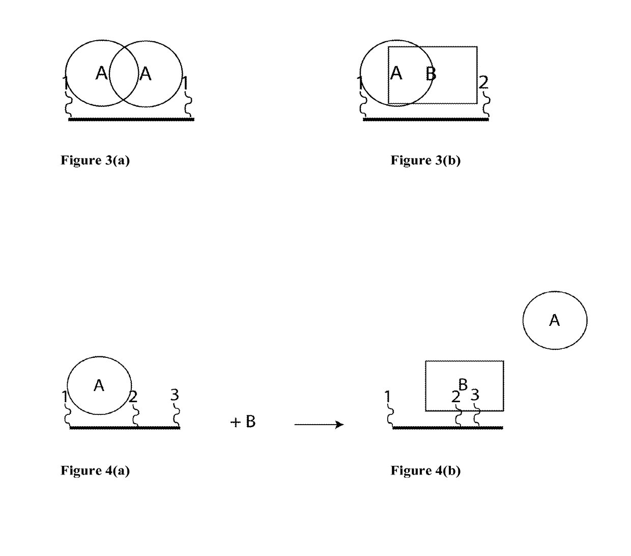 Synthetic antibodies