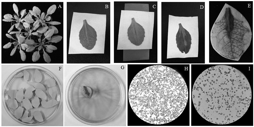 A kind of Arabidopsis thaliana mesophyll cell protoplast and its preparation method and application