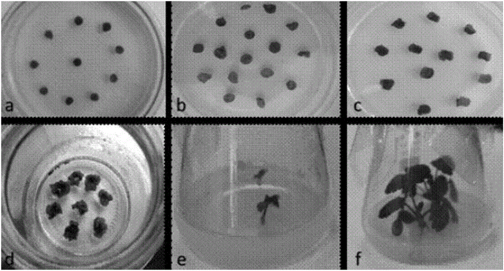 Efficient and stable genetic transformation method for strawberries mediated by agrobacterium tumefaciens