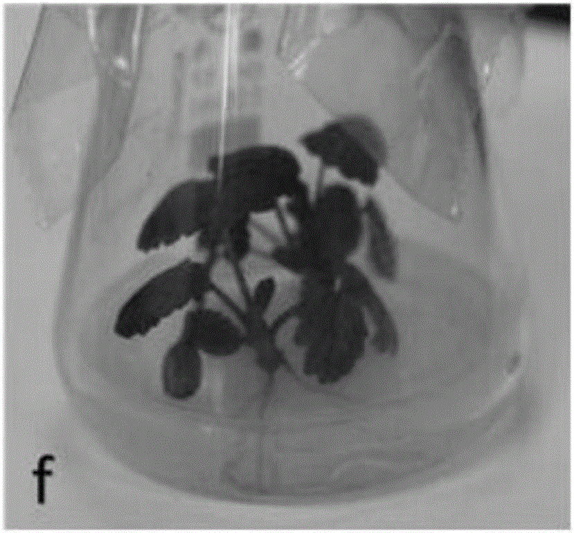 Efficient and stable genetic transformation method for strawberries mediated by agrobacterium tumefaciens